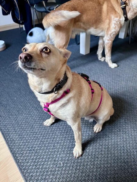 Die liebe Frieda sucht ihr Zuhause