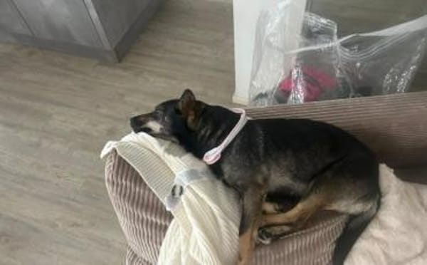 Cinderella sucht Für-Immer-Zuhause