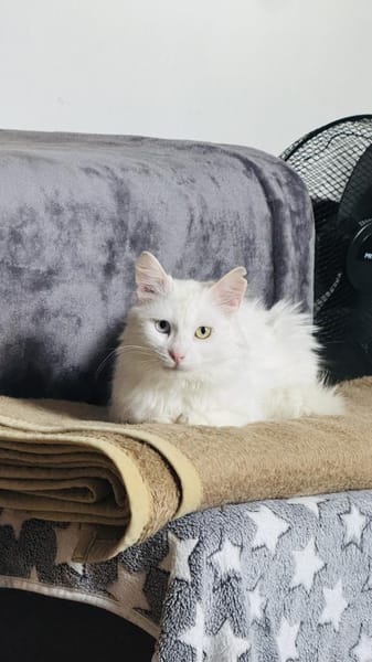 Kalliope aus dem Tierschutz