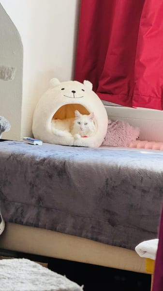 Kalliope aus dem Tierschutz