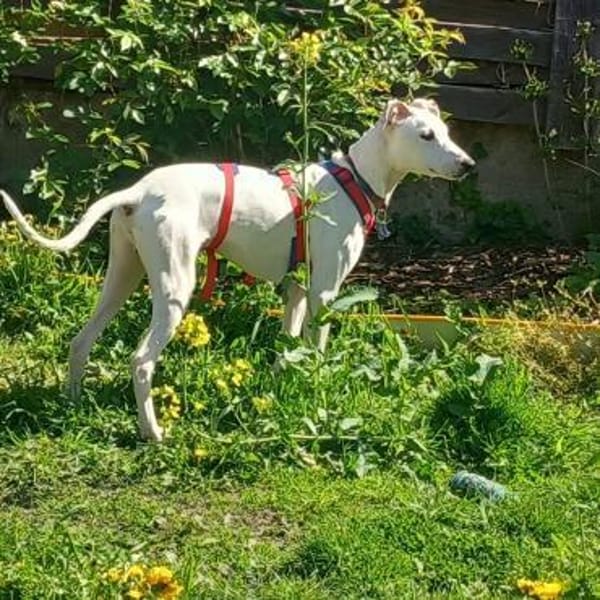 Galgomixjunge Pinto sucht sein Glück