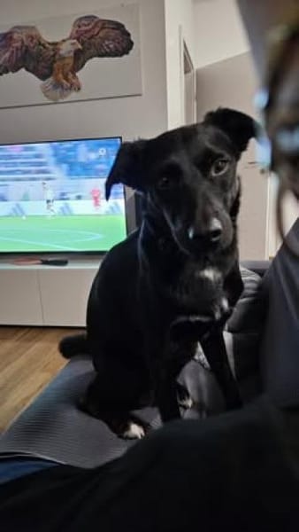 Danny💙 sucht ein neues Zuhause