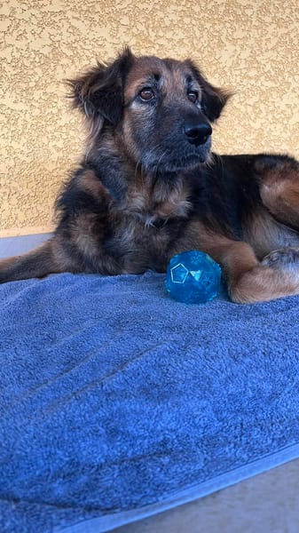 BOBBY, le tendre timide