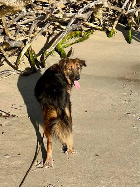 BOBBY, le tendre timide