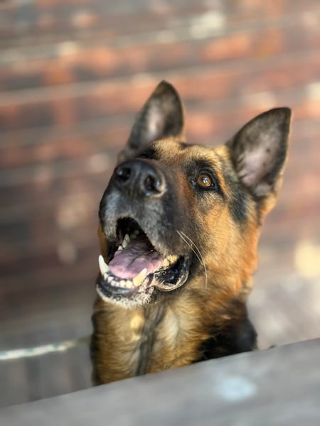 PACO