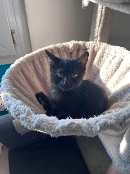 LOUISE CHATONNE NOIR ANGORA