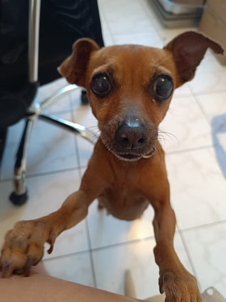 Roxy la coquine