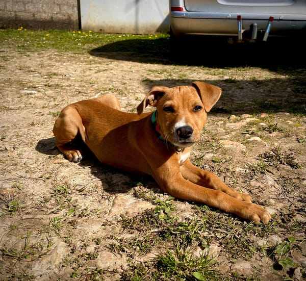 Miko, mâle, X Berger, né le 10/12/2025🐶