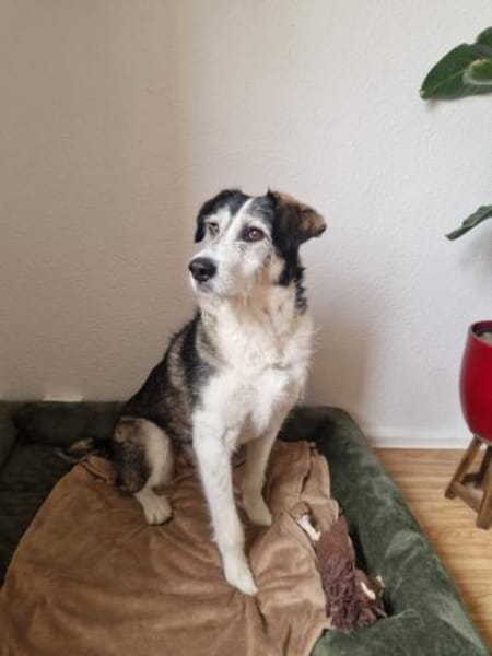 Freundlicher STEVIE sucht sein Zuhause!