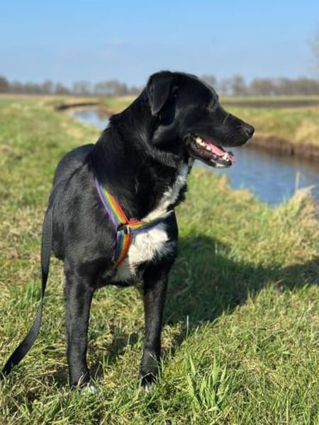 🖤🐶 Treuer Finn 🐶🖤