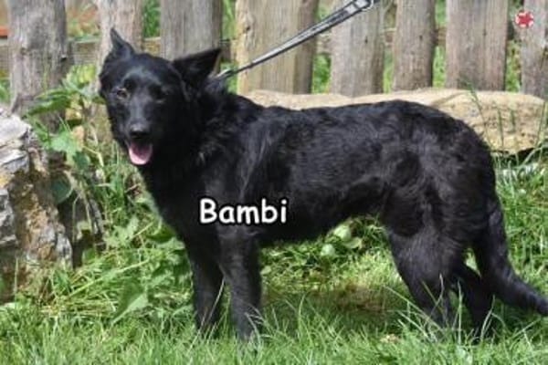 BAMBI