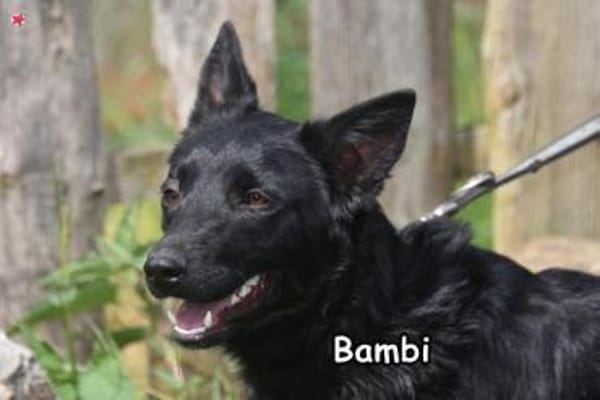 BAMBI
