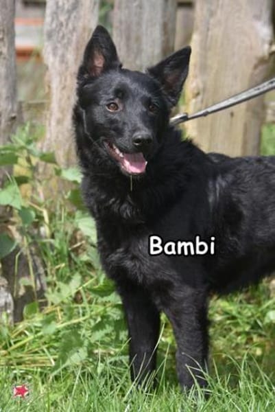 BAMBI