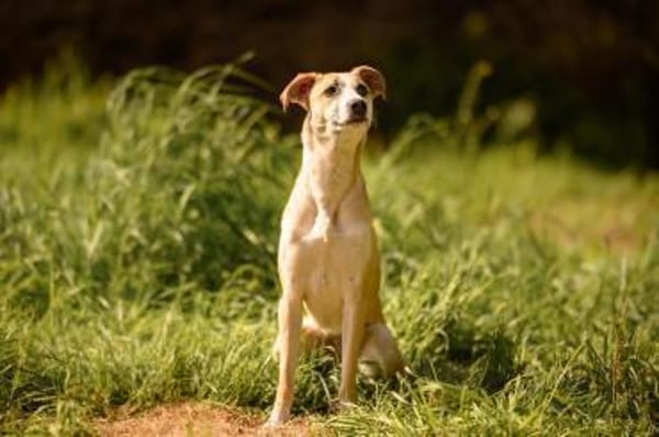Bonnie - Rohdiamant sucht Zuhause