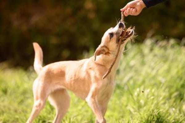 Bonnie - Rohdiamant sucht Zuhause