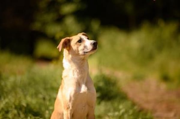 Bonnie - Rohdiamant sucht Zuhause