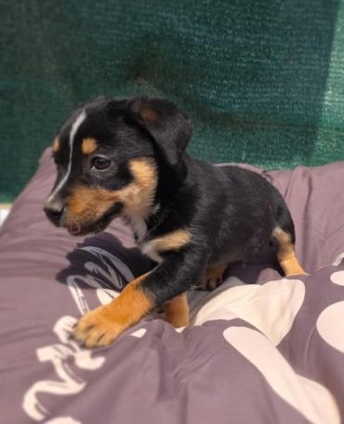 Leo ein kleiner Dackel Pinscher mix