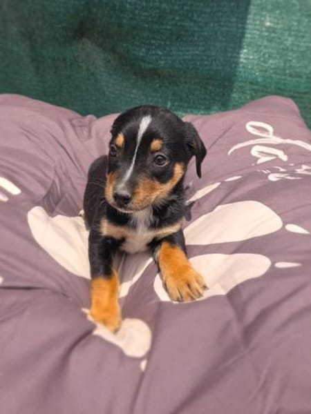 Leo ein kleiner Dackel Pinscher mix