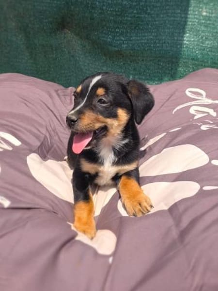 Leo ein kleiner Dackel Pinscher mix