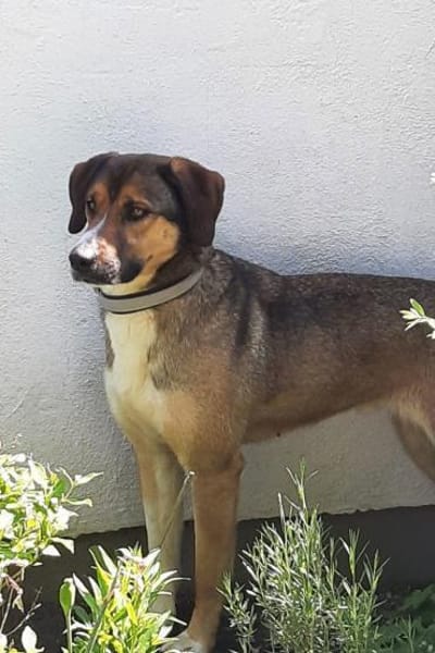 ♥Dave♥ wartet schon in 68809 Neulussheim