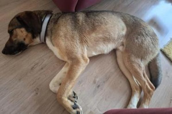 ♥Dave♥ wartet schon in 68809 Neulussheim