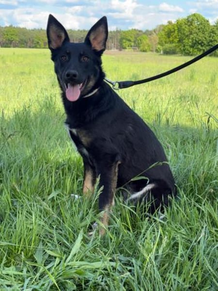 🐾 Kaja  junge, freundliche Hündin