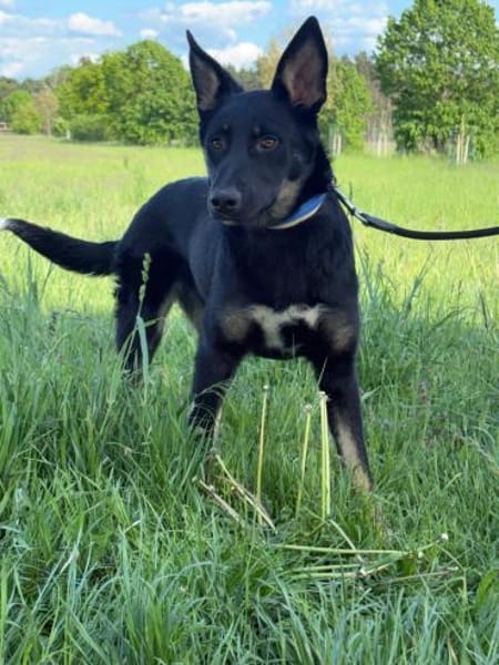 🐾 Kaja  junge, freundliche Hündin