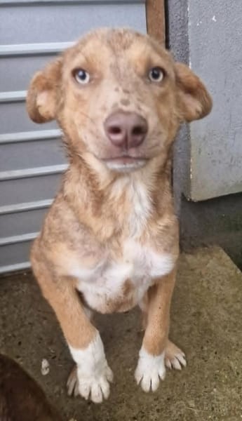Berti, suche mein Zuhause