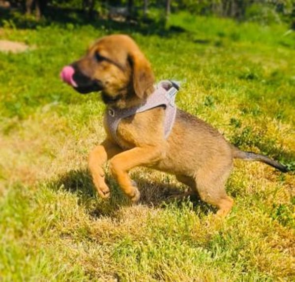 Max sucht ein Körbchen