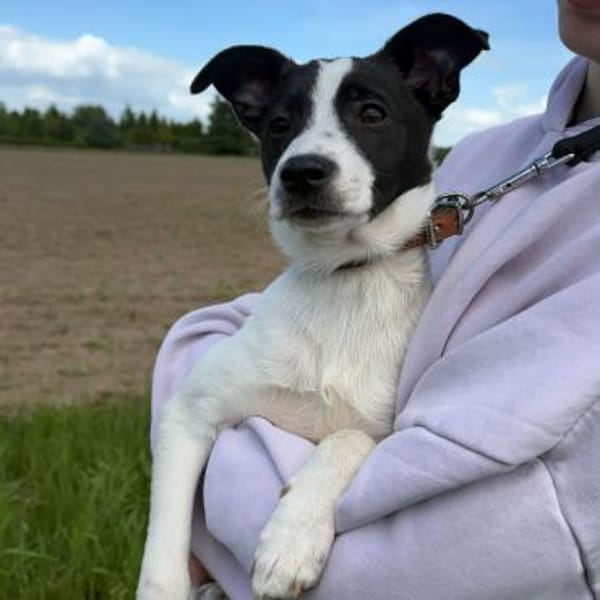 🐾 Elfi  kleine Terriermix-Welpin