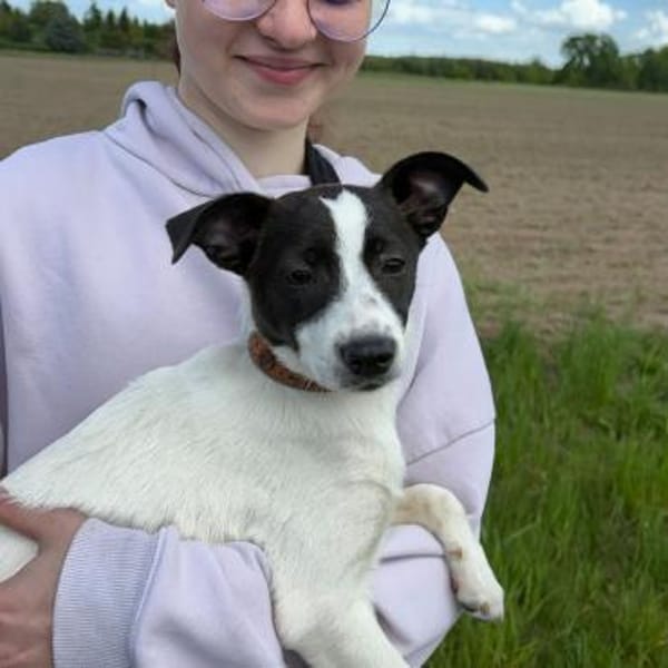 🐾 Elfi  kleine Terriermix-Welpin