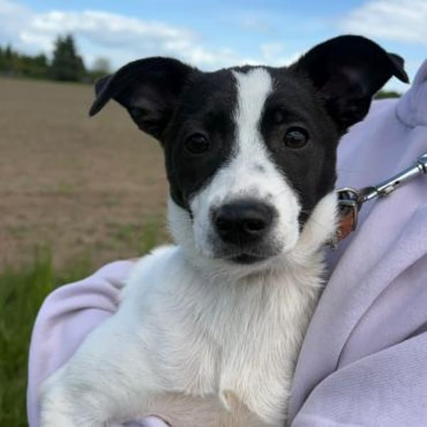 🐾 Elfi  kleine Terriermix-Welpin