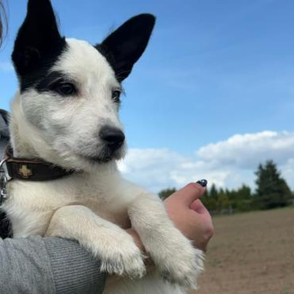 🐾 Elo  fröhlicher kleiner Welpe
