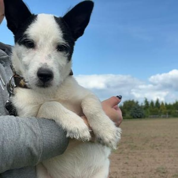 🐾 Elo  fröhlicher kleiner Welpe
