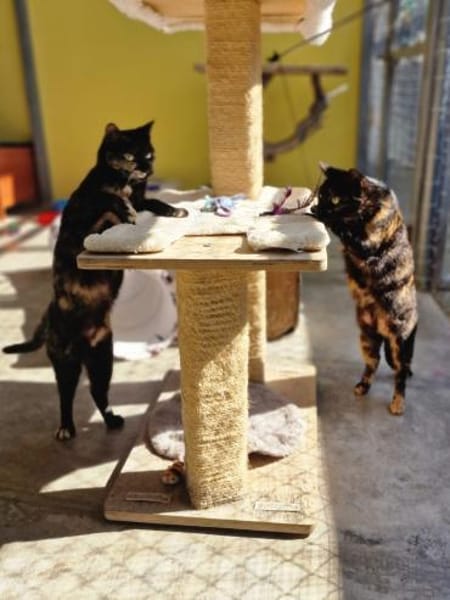 Verspielte, scheue  Katzen Tulip & Rose