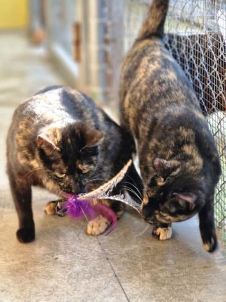 Verspielte, scheue  Katzen Tulip & Rose