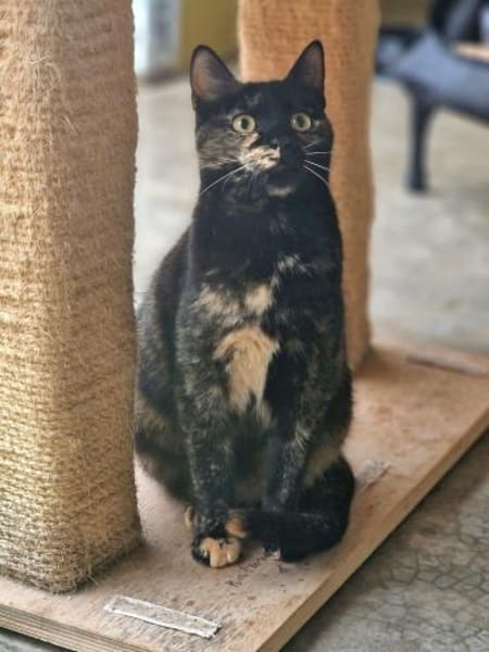 Verspielte, scheue  Katzen Tulip & Rose