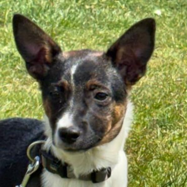 🐾 Ella  kleine, freundliche Welpin