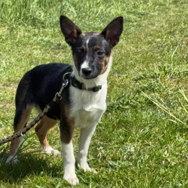 🐾 Ella  kleine, freundliche Welpin