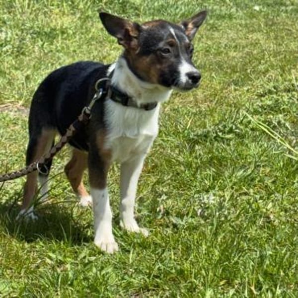 🐾 Ella  kleine, freundliche Welpin