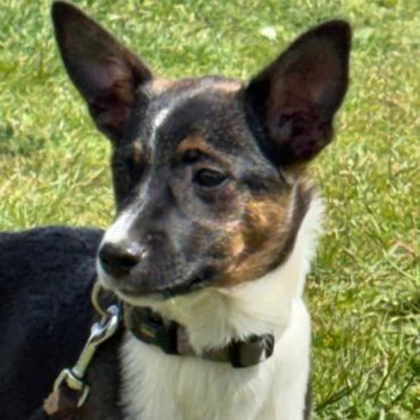 🐾 Ella  kleine, freundliche Welpin