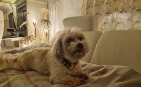 Louie - ein Hund zum Verlieben