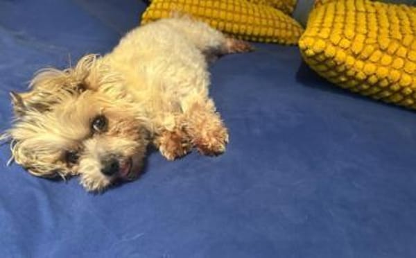 Louie - ein Hund zum Verlieben