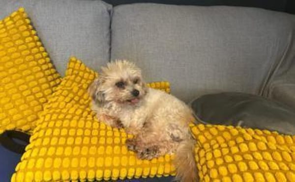 Louie - ein Hund zum Verlieben