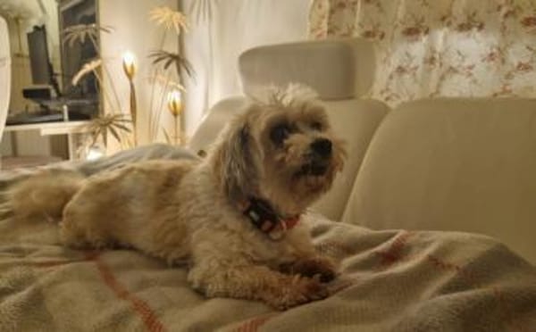 Louie - ein Hund zum Verlieben