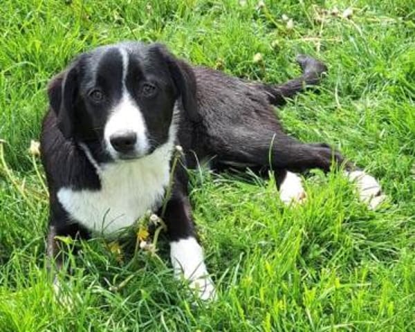 DALIAH -rundum tolles Hundekind-