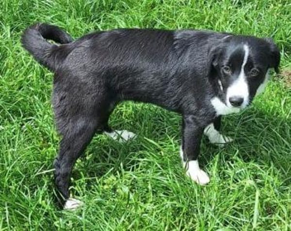 DALIAH -rundum tolles Hundekind-