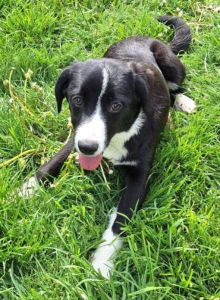 DALIAH -rundum tolles Hundekind-