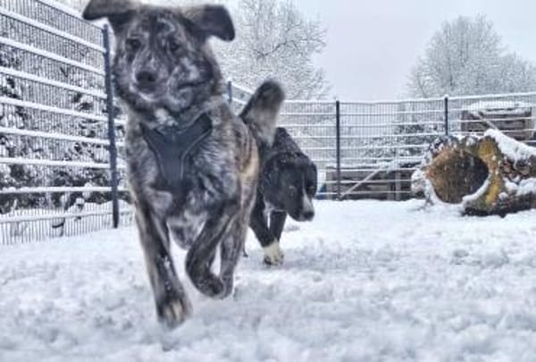 Zuhause gesucht für Sunny
