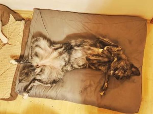 Zuhause gesucht für Sunny
